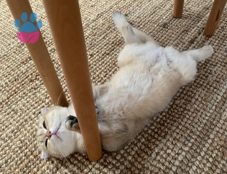 Prenses eşini arıyor