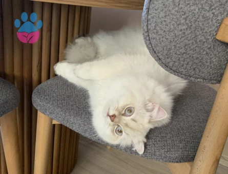 british longhair oğluma eş