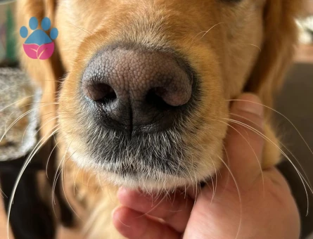 5 Yaşında Safkan Erkek Golden Eş Arıyor Haziran 2025