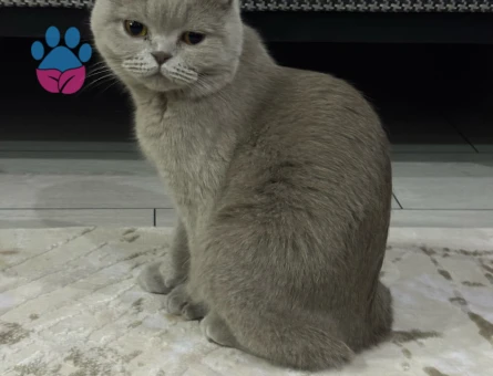 Gofrete eş arıyoruz