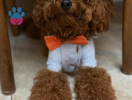 Toy Pooodle Eş Arıyorum
