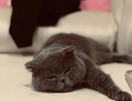 British shorthair 3 yaşında - 118984259