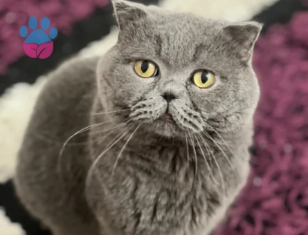 British shorthair 3 yaşında