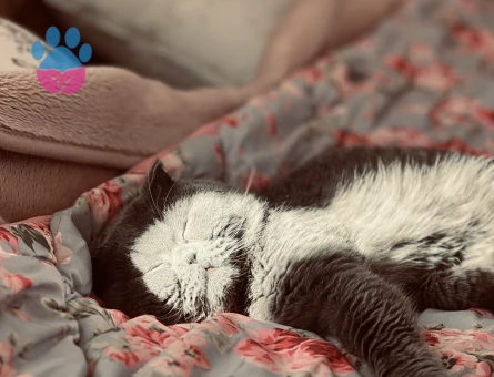 British shorthair 3 yaşında