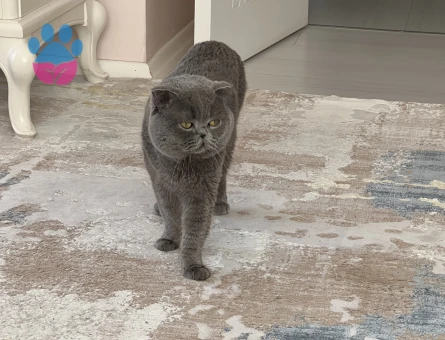 British shorthair 3 yaşında