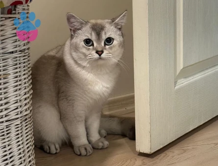 Scottish Fold Kızgınlınlıkta Acil Eş Aranıyor