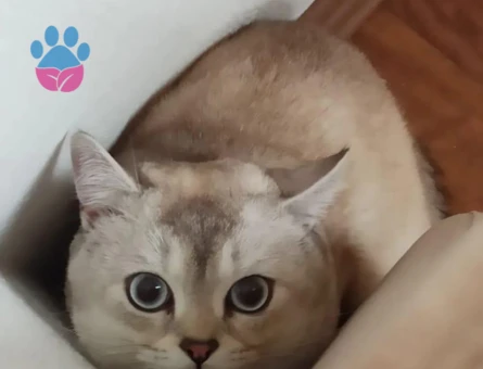 Scottish Fold Kızgınlınlıkta Acil Eş Aranıyor