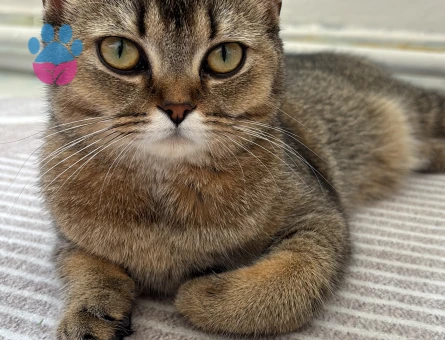 Scottish Fold Kızgınlınlıkta Acil Eş Aranıyor