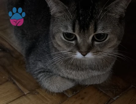 Scottish Fold Kızgınlınlıkta Acil Eş Aranıyor