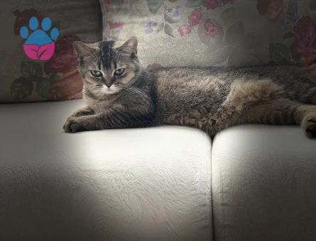 Scottish Fold Kızgınlınlıkta Acil Eş Aranıyor