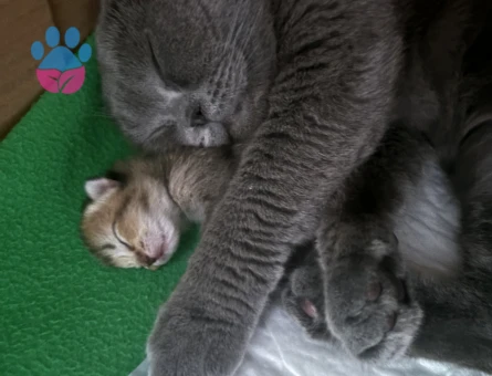 Scottish Fold Kızgınlınlıkta Acil Eş Aranıyor