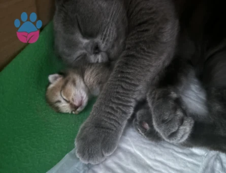 Scottish Fold Kızgınlınlıkta Acil Eş Aranıyor