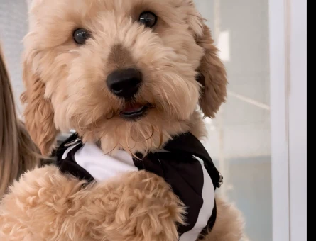 KÖPEĞİMİZE DİŞİ EŞ ARIYORUZ - 118984262
