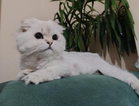 British Longhair kızıma eş arıyoruz - 118984269