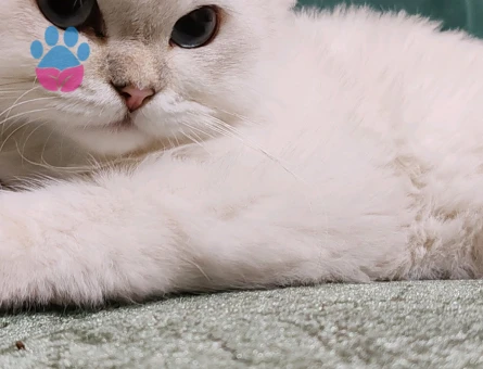 British Longhair kızıma eş arıyoruz