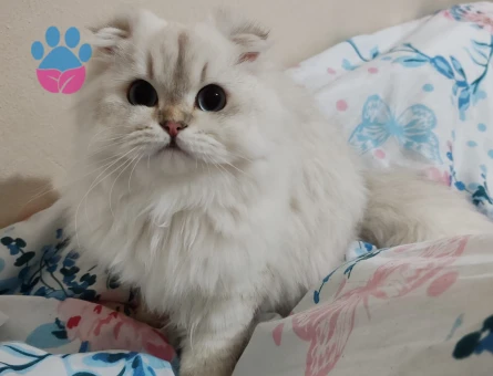 British Longhair kızıma eş arıyoruz