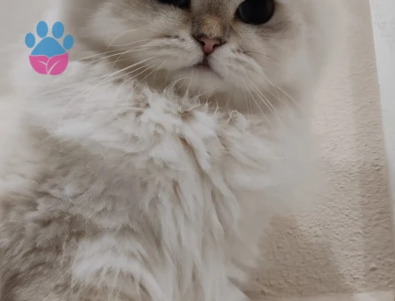 British Longhair kızıma eş arıyoruz
