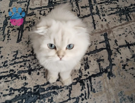 British Longhair kızıma eş arıyoruz