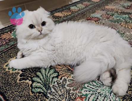 British Longhair kızıma eş arıyoruz