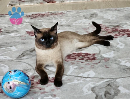 1.5 yaşında Erkek Siyam Kedime Eş Arıyorum