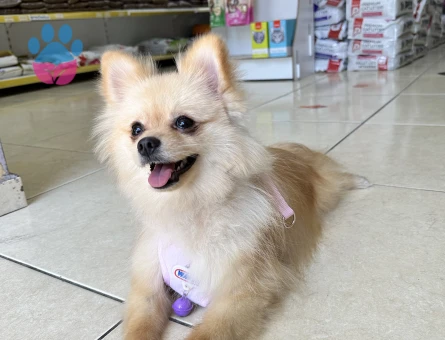 Güzel kızımıza erkek boo arıyoruz