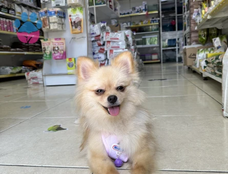 Güzel kızımıza erkek boo arıyoruz