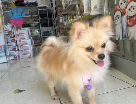 Güzel kızımıza erkek boo arıyoruz