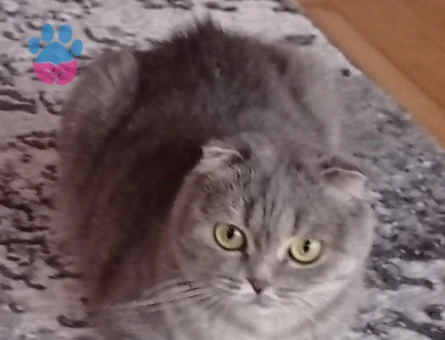 Brıtısh shortahıs