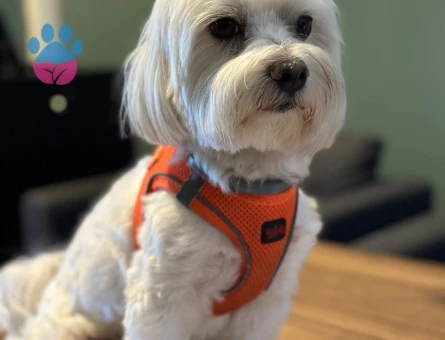 0 numara terrier maltesse oglumuza prenses arıyoruz