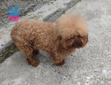 3 yaşında Erkek Poodle Eş Arıyor