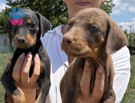 Doberman yavrularım sağlık ve ırk garantilidir - 5636