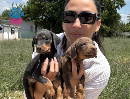 Doberman yavrularım sağlık ve ırk garantilidir