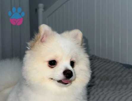 Poomeramian Boo Oğluma Eş arıyorum