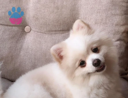 Poomeramian Boo Oğluma Eş arıyorum