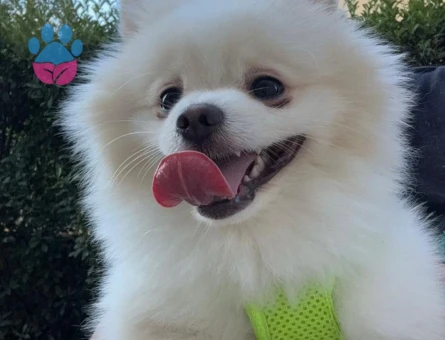 Poomeramian Boo Oğluma Eş arıyorum