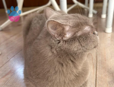 British Shorthair Kızım Luna'ya eş arıyorum