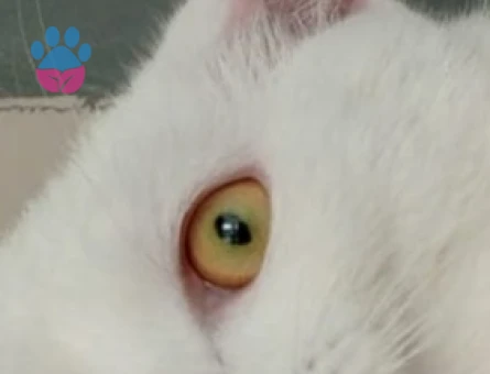 Van Kedisi 1 Yaşında Eş Arıyor