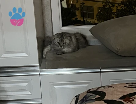 Behlüle Bihter arıyorum