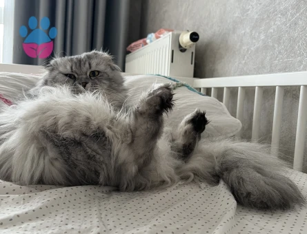 Behlüle Bihter arıyorum