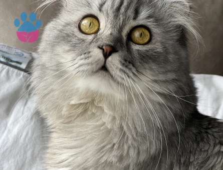 Behlüle Bihter arıyorum