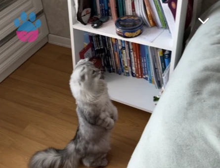 Behlüle Bihter arıyorum