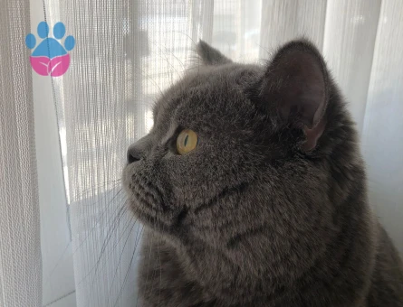 Oğluma eş arıyorum