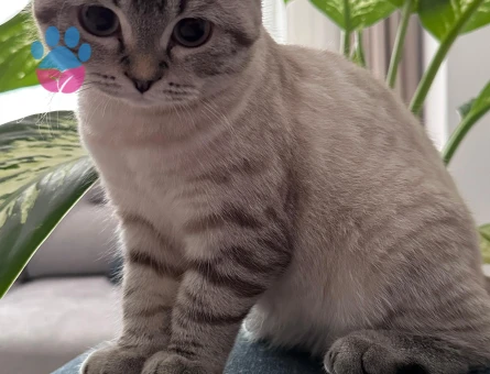 scottish fold kızımıza damat arıyoruz