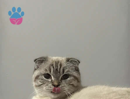 scottish fold kızımıza damat arıyoruz