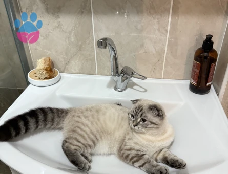 scottish fold kızımıza damat arıyoruz