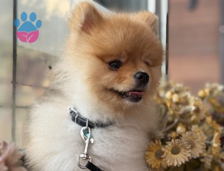 FİFİ OĞLUMA DİŞİ EŞ ARIYORUM