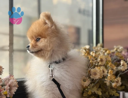 FİFİ OĞLUMA DİŞİ EŞ ARIYORUM