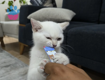 Erkeğimize Misafir arıyoruz