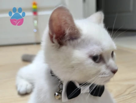 Erkeğimize Misafir arıyoruz