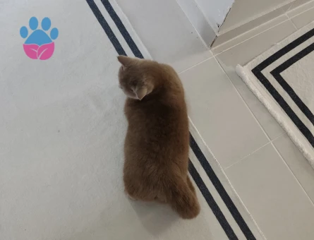 Kedim leydi kızgınlikta şuan